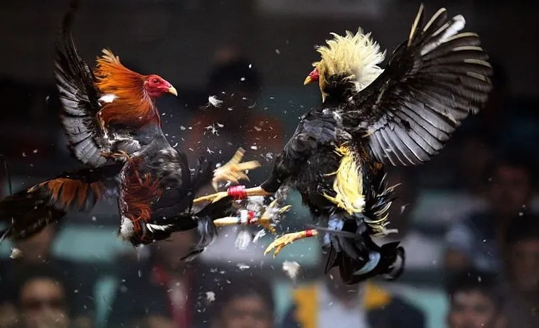 Cách Chơi Đá Gà Sabong Tại BJ88 Đầy Hấp Dẫn Và Dễ Dàng Cho Người Mới